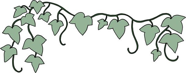 ivy plant drawing illustraivy plant drawing illustration.tion.