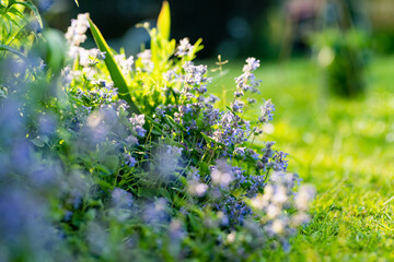 Catnip flowers (Nepeta cataria) blossoming in a garden on sunny summer day.
