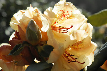 Extreme closeup of a backlit yellow Rhododendron flower