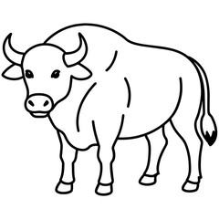black and white cow