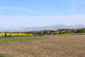 Houssay et les colzas