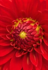 Close-up of a red dahlia flower showing detailed petals and the yellow center