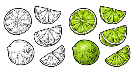 Lime whole and slice. Vintage vector engraving illustration - 786567107