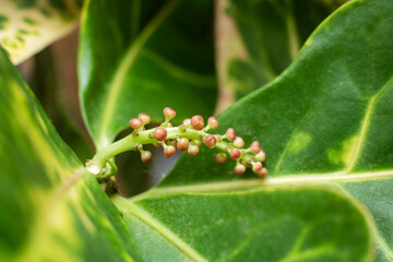 A flowering plant with small red berries and green leaves
