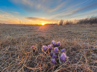 Pasqueflowers at sunset on the prairies
