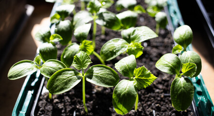 seedlings growing indoors home gardening