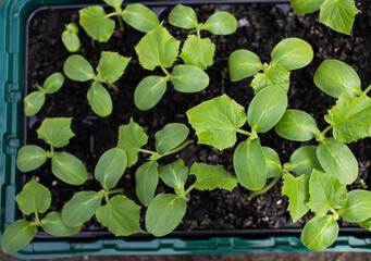 seedlings growing indoors home gardening