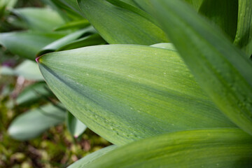 Fototapeta premium green leaf abstract macro shot