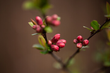 pink tree buds in spring