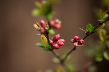 pink tree buds in spring
