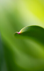 green leaf abstract macro shot