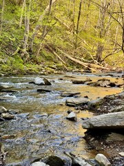 stream in the forest in Natural Bridge State Park, Virginia