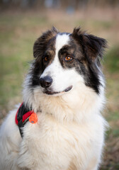 cute white dog portrait