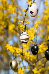 easter eggs hanging on laburnum tree - obrazy, fototapety, plakaty