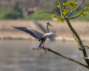 Graureiher - Grey Heron - Ardea cinerea