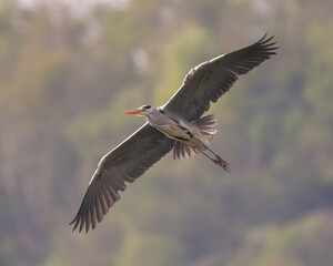 Graureiher - Grey Heron - Ardea cinerea