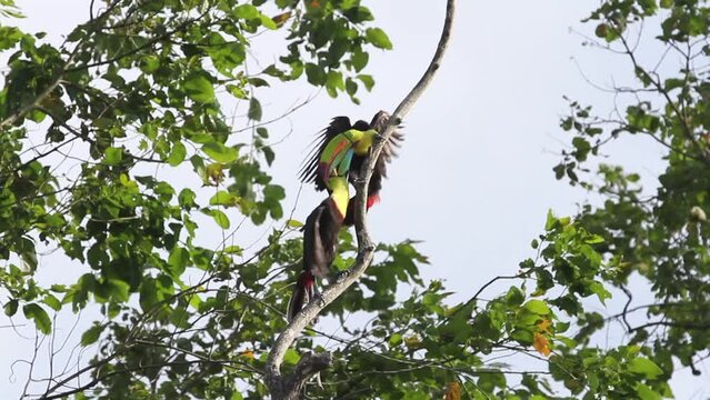 Two keel billed toucans are perched on a tree branch. The scene is peaceful and serene, with the birds in the middle of a mating ritual.