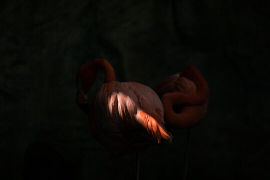 Flamingo in the dark 