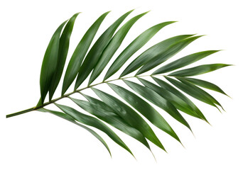 Fototapeta na wymiar PNG Plant leaf tree freshness.