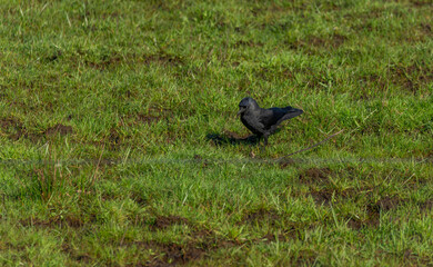 Obraz premium Jackdaw bird with black feathers in green dry spring grass in sunny day