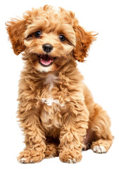 PNG Gold coloured puppy poodle dog spaniel mammal.