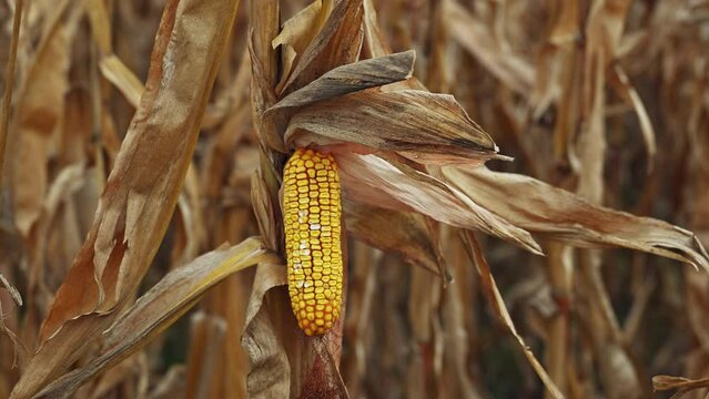 Corn on the cob and husk, ear of corn in field