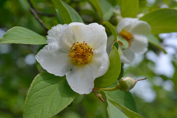 Obraz premium 夏椿