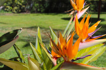 tropical flower,  bird of paradise flower