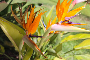 tropical flower,  bird of paradise flower