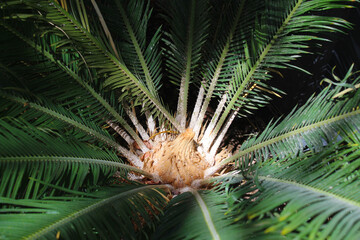 Naklejka na ściany i meble close up of palm tree
