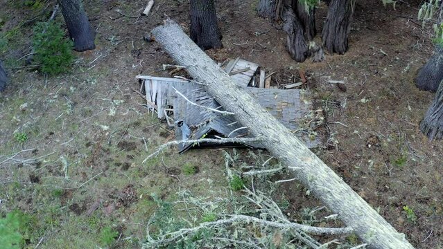 A fallen tree is laying on the ground in a forest. The tree is large and has a lot of branches. The ground is covered in leaves and debris