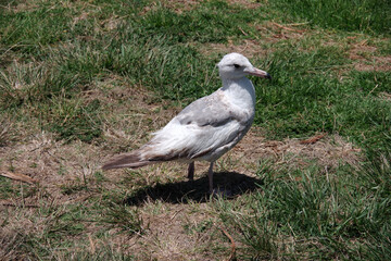 Young seagull foraging in grass area