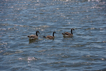 Canada geese on a lake in California