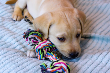 Young purebred puppy of the labrador retriever playing with rope toy