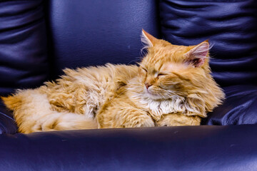 Ginger cat in a leather office armchair. Cat in manager chair
