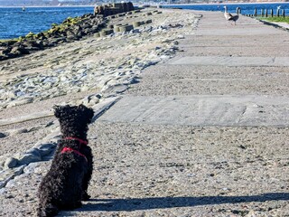 Hund beobachtet Wildgänse am Meer
