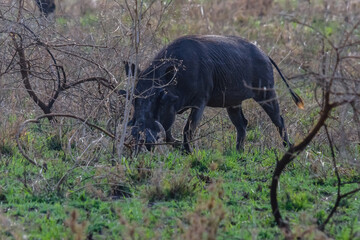 Common warthog (Phacochoerus africanus) at the Serengeti national park, Tanzania. Wildlife photo
