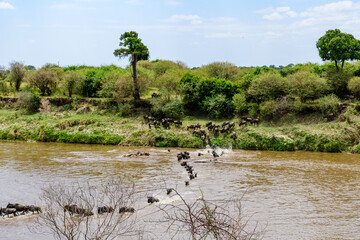 Wildebeests (Connochaetes) crossing Mara river at the Serengeti national park, Tanzania. Great migration. Wildlife photo