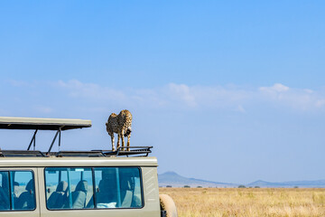 Young cheetah (Acinonyx jubatus) on roof of safari suv at the Serengeti national park, Tanzania....