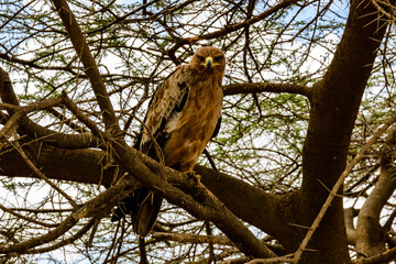 Tawny eagle (Aquila rapax) on a branch of tree at Serengeti national park, Tanzania