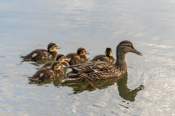  Mother duck, Female Mallard (Anas platyrhynchos) with ducklings swimming on lake surface. Gelderland in the Netherlands.     