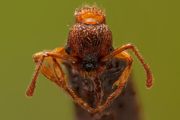 Wścieklica uszatka, wścieklica szorstka (Myrmica scabrinodis) - obrazy, fototapety, plakaty