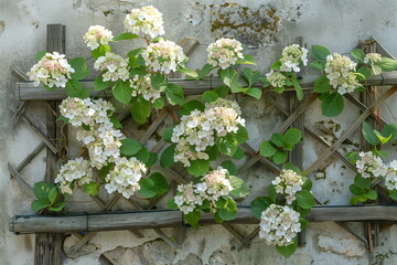 Blooming hydrangeas on a wooden lattice against an old white wall 