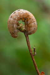 Rolnica tasiemka (Noctua pronuba) z mrówką hurtnicą pospolitę ;) - 786581981