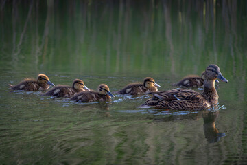  Mother duck, Female Mallard (Anas platyrhynchos) with ducklings swimming on lake surface. Gelderland in the Netherlands.     
