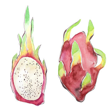 Dragon fruit isolated on white. Watercolor hand painted dragon fruit ripe artwork.