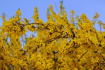 A close-up of beautifully blooming forsythia bushes