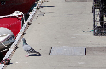 Ordinary city pigeon on a boat dock