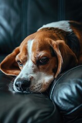 A brown and white dog resting on a black couch, suitable for pet or home decor concepts