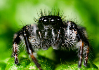 Jumping spider close-up, black, nature, insects of Ukraine